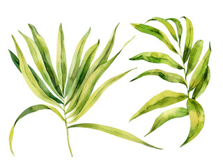 Tropical palm leaf on an isolated background, watercolor painting, botanical illustration, floral design, stock illustration.