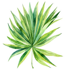 Tropical palm leaf on an isolated background, watercolor painting, botanical illustration, floral design, stock illustration.