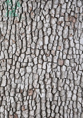 bark texture
