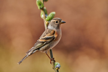 Female brambling (Fringilla montifringilla) in winter