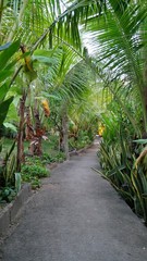 The path leads to a to a jungle garden