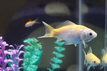 Fototapeta premium fish in aquarium