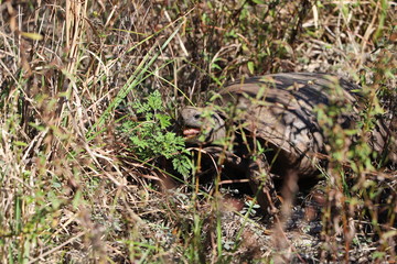 Tortoise with head peeking through the undergrowth