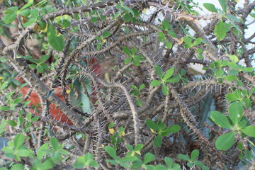 Thorny Tree