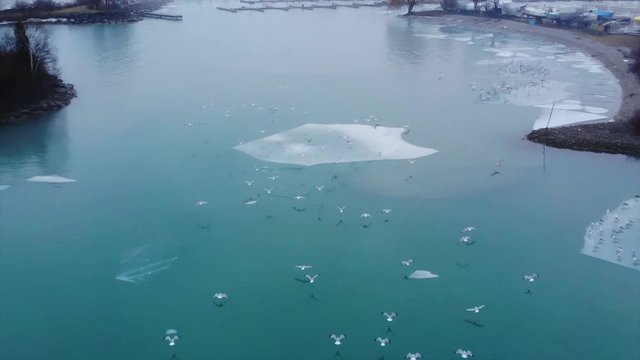 Birds flying away over a lake in winter