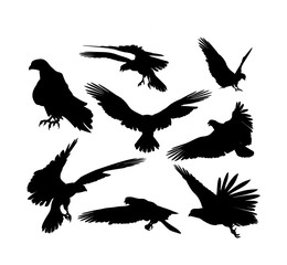 falcons vector illustration