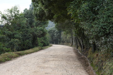 Fototapeta premium road in the forest