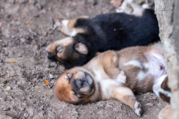 The puppy is sleeping on the ground under a concrete platform.