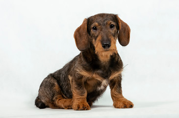 Beautiful dachshund puppy. Dog portrait