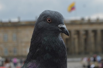 pigeon in front of the wall