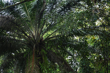 Obraz na płótnie Canvas Palm tree viewed from underneath