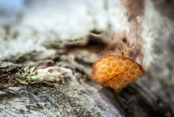 Insect eggs on a tree limb!