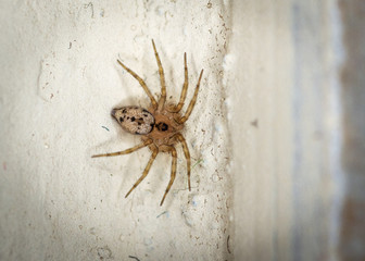 Tiny Wall Spider in my bathroom!