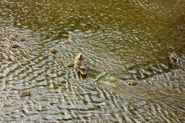 子連れの母鴨が河川敷で子供たちを見守る様子