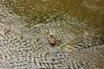 子連れの母鴨が河川敷で子供たちを見守る様子