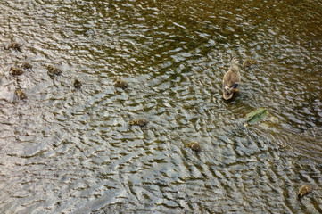 子連れの母鴨が河川敷で子供たちを見守る様子