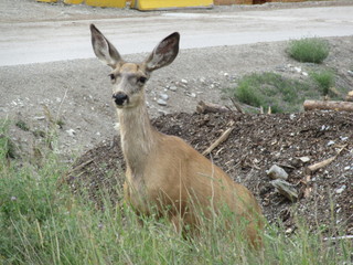 Mule Deer