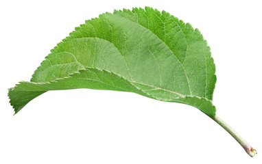 Green apple leaf isolated on white background. Leaves Apple Clipping Path.