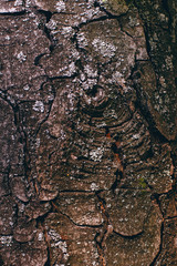 Old tree bark with moss and a knot
