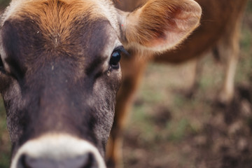 Fototapeta premium Cow