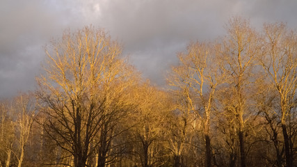 Fototapeta na wymiar Panorama scene with naked trees crowns illuminated by sunlight against a background of a cloudy sky. Bare branches of a tree in the park. Landscape in late winter before the beginning of spring.
