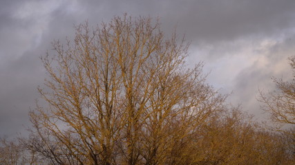 Sunlight reflected in the crown of the naked trees. Gray clouds in the sky brighten the oppose background. Amazing contrasts of nature.                            