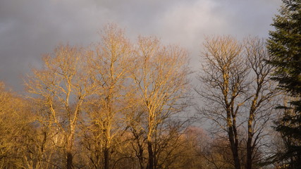 Crowns of the naked trees illuminated by sunlight against a background of a cloudy gray sky. Bare branches of a tree in the forest park. 