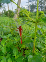 dragonfly on leaf