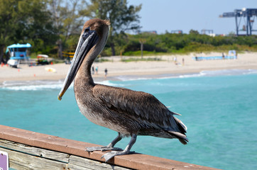 Portrait of a brown pelican standing on a railing at the Dania Beach,Florida fishing pier.