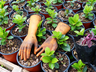 Pair of dirty rubber yellow gloves for gardening lie on a flower bed with seedlings