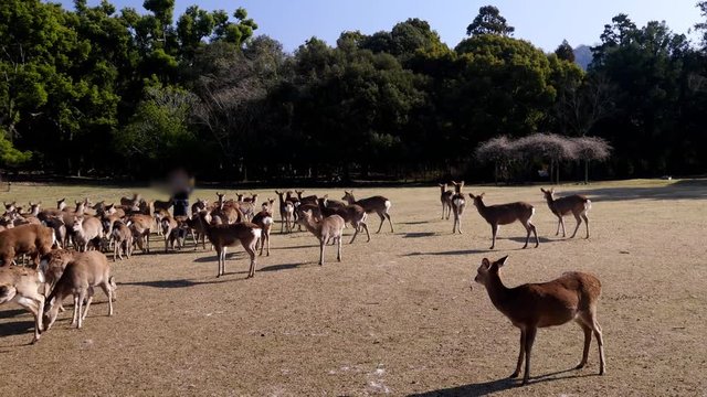 Nara,Japan-February 21, 2020: Attracting deer with horn tones at Tobihino at Nara Park in the winter morning