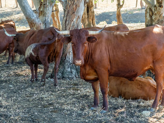 Toros en prado verde pastando