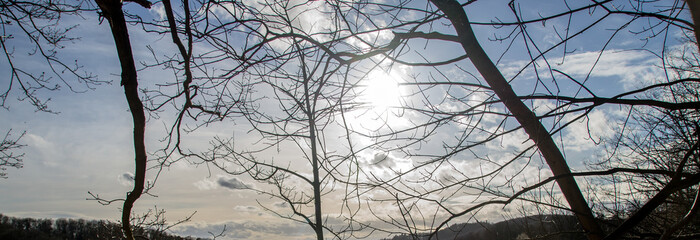 panorama sonnenuntergang zschwischen den b&auml;umen 