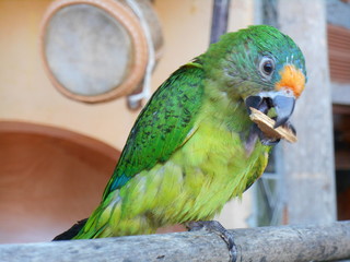 Cotorra comiendo