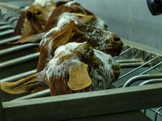 Rebaño de cabras en granja fabrica de quesos