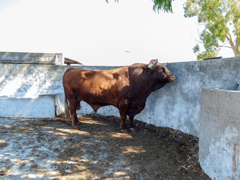 Enorme macho de toro marron semental en granja 