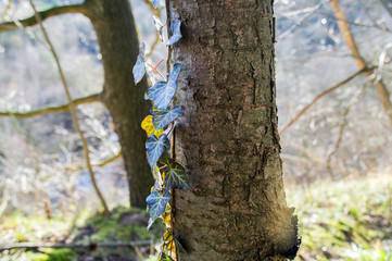 efeu an einem baum 