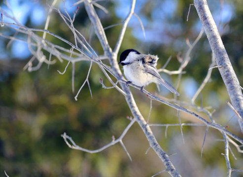 m&eacute;sange &agrave; t&ecirc;te noire