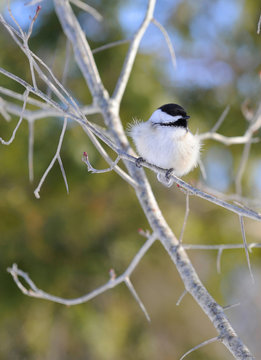 m&eacute;sange &agrave; t&ecirc;te noire
