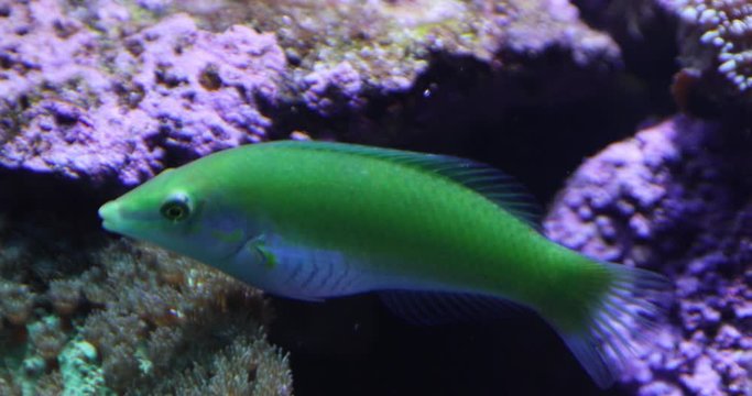 Underwater shot of a pastel green wrasse, also known as the black blotched rainbowfish