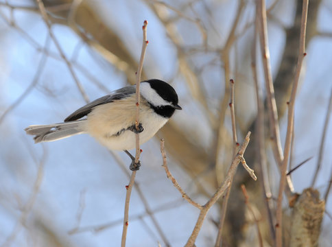m&eacute;sange &agrave; t&ecirc;te noire