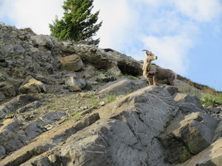 Mountain Sheep - King of His Mountain