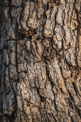 Coral tree bark texture at the afternoon
