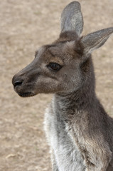 Kangaroo Close-up Head