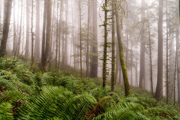 Trees and Ferns In The Foggy Forest