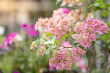 Spring background. Beautiful blossom pink Bougainvillea during spring period. 