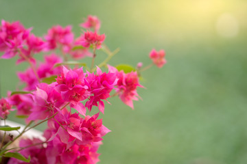 Spring background. Beautiful blossom pink Bougainvillea during spring period. 