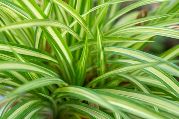 Grouwing spider plant in garden use for background