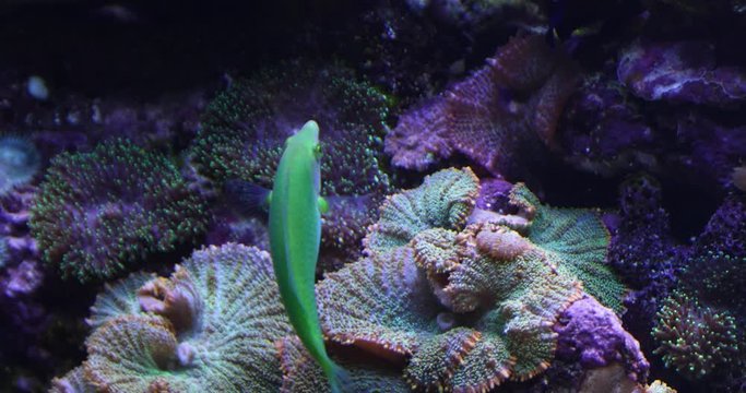 Underwater shot of a pastel green wrasse, also known as the black blotched rainbowfish