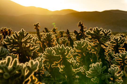 Cholla Cactus Garden Sunset in Joshua Tree National Park